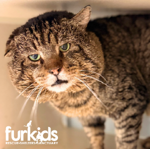 Katpone - 15 Pounds of Pure Street Cred Katpone - 15 Pounds of Pure Street Cred