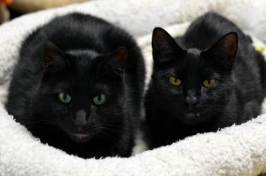 October Is Black Cat Awareness Month Furkids Georgia S Animal Rescue No Kill Shelter