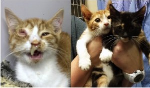 beforeandaftercat