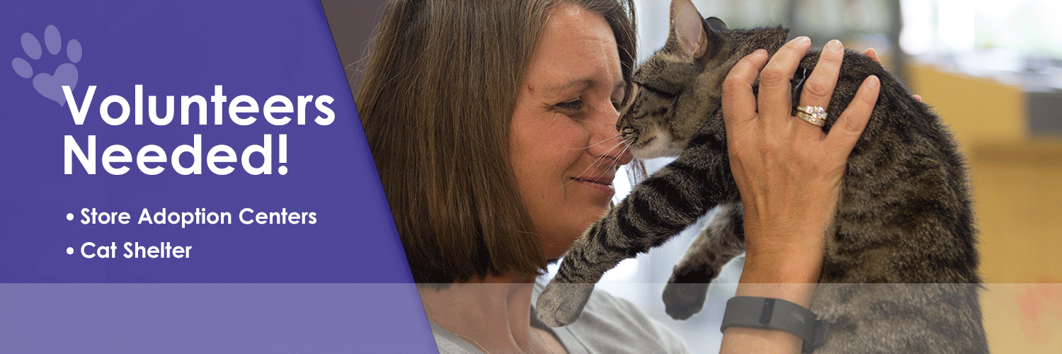 volunteering with cats near me