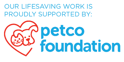 petco insulin syringes