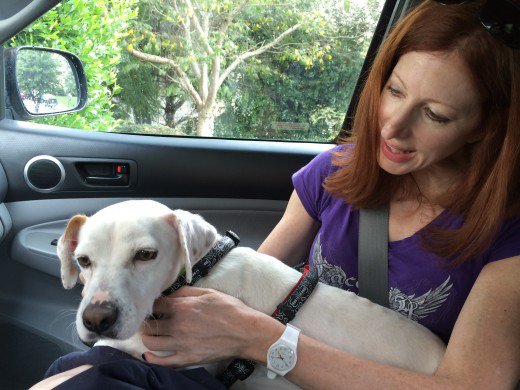 I Am A Dog Foster Mom Furkids Georgia S Animal Rescue No Kill Shelter
