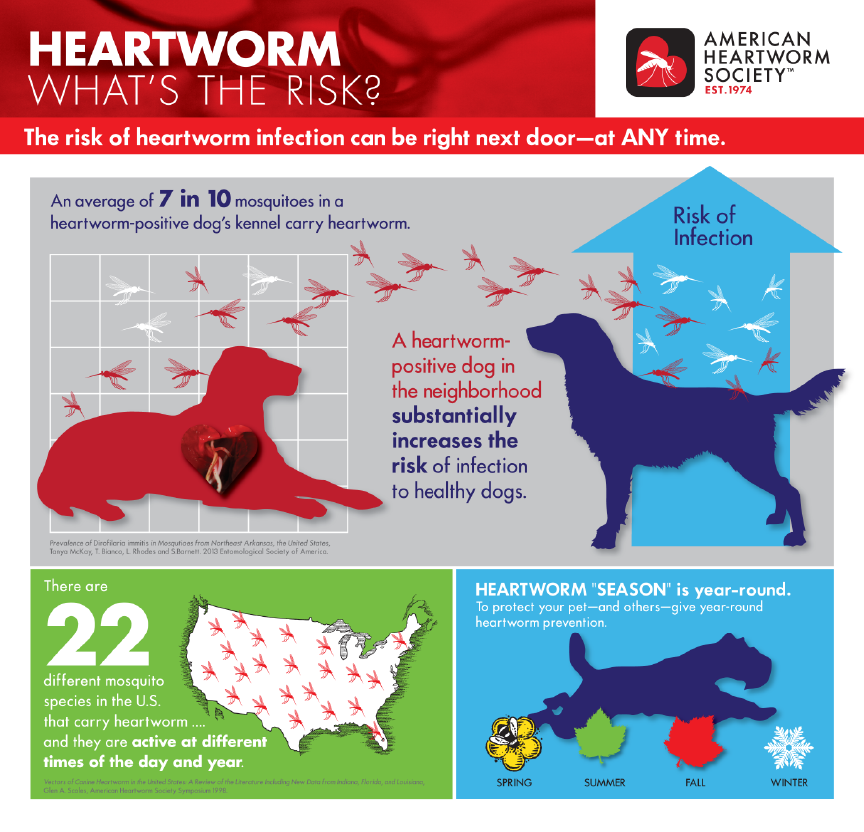 Dog heartworm outlet prevention medicine