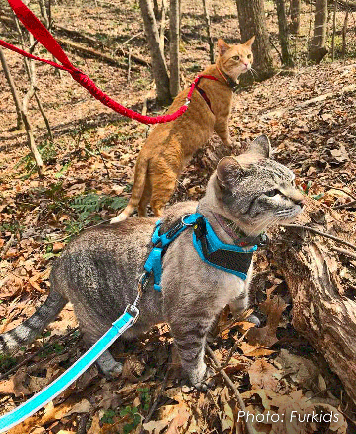 Training cat outlet to wear harness