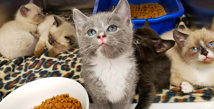 2019 Kitten Season: a Full-Blown Population Explosion! | Furkids -  Georgia's Largest No Kill Animal Rescue & Shelters