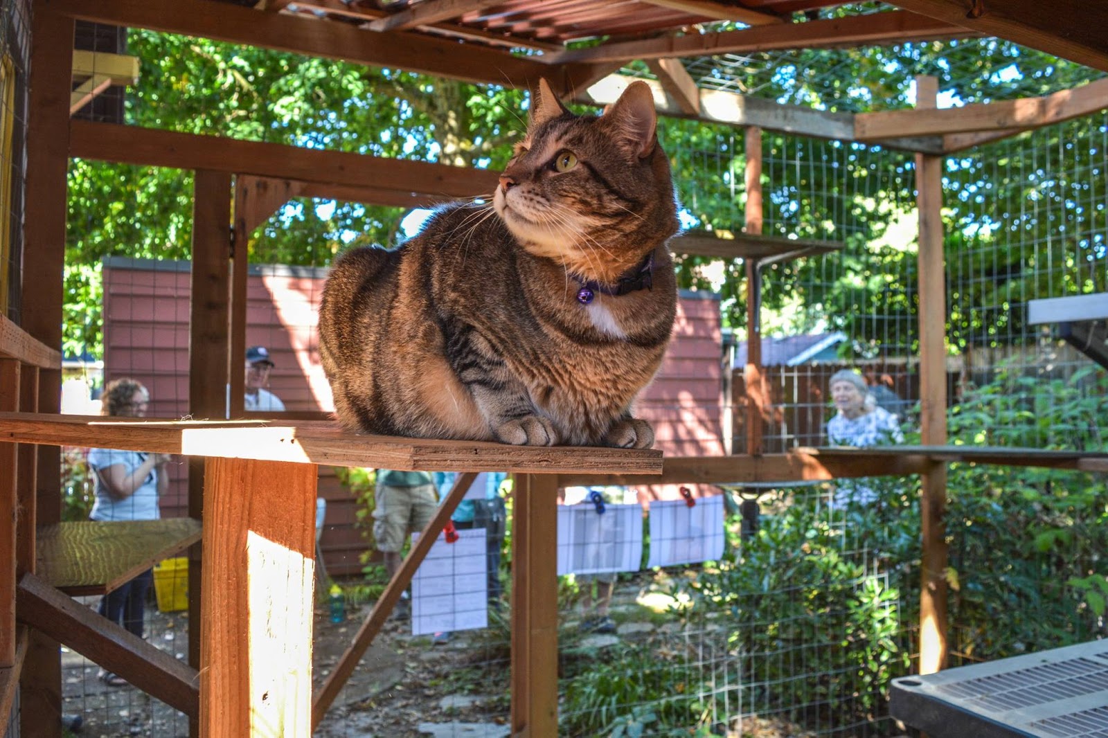 A catio outlet