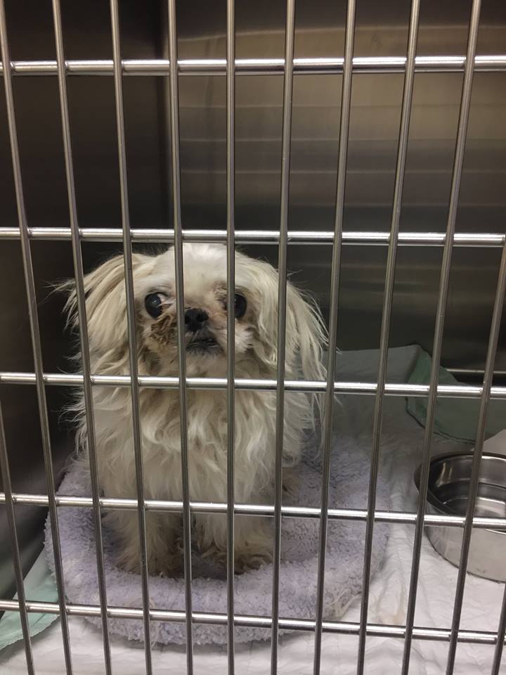 Save this senior Shih-Tzu