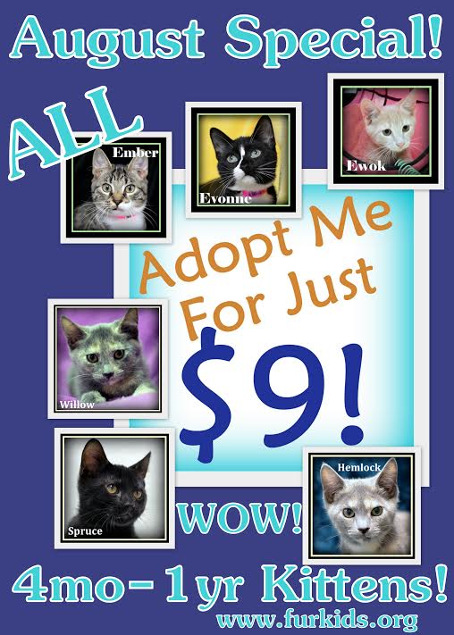 Cat adoption specials near hot sale me