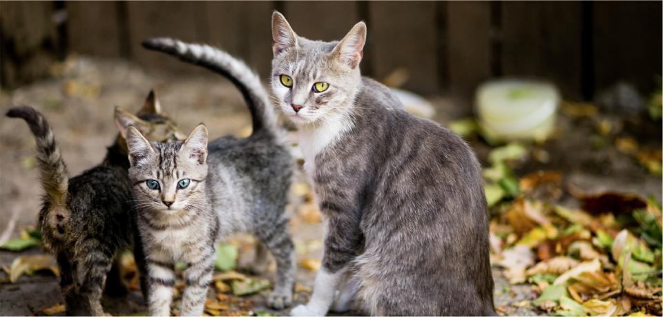 Caring for Trapped Cats - Atlanta Humane Society