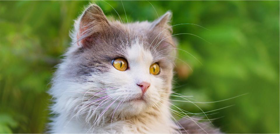 What Should We Do About Stray Cats Policy Options And Public Attitudes -  Faunalytics