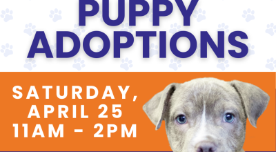 Dog Adoptions @ PetSmart Perimeter