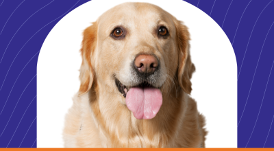 Dog adoptions at Regal Avalon (Aug 15)