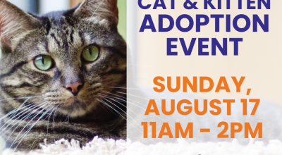 Cat and Kitten Adoption Event at Petsmart Mall of Georgia