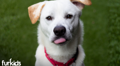Dog Adoption Event - Crabapple Market (Aug 29)