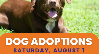 Dog Adoptions at Hollywood Feed Cumming