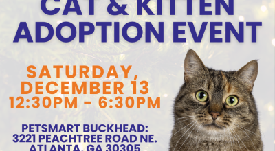 Cat and Kitten Adoption Event at Petsmart Buckhead on December 13th