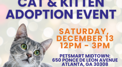 Cat and Kitten Adoption Event at Petsmart Midtown