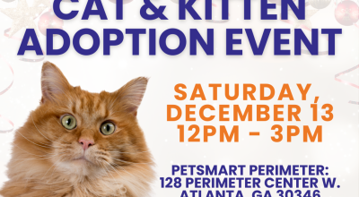 Cat and Kitten Adoption Event at Petsmart Perimeter