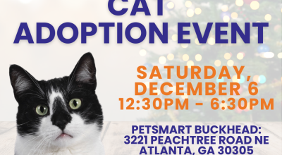 Cat Adoption Event at Petsmart Buckhead