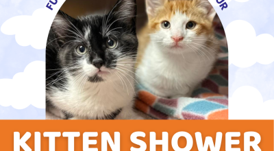 Kitten Shower Event at Furkids East Cobb