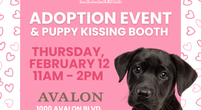 Puppy Adoption Event & Kissing Booth