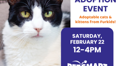 Cat and Kitten Adoption Event at Buckhead Petsmart