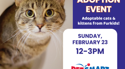 Kitten and Cat Adoption Event at Midtown PetSmart!