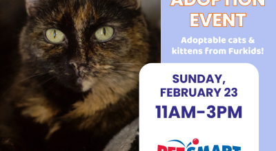 Cat and Kitten Adoption Event at Mall of Georgia Petsmart!