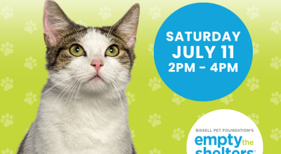 Kitten & Cat Adoption Event - PetSmart Buckhead (7/11)