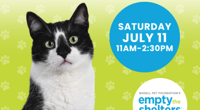 Kitten & Cat Adoption Event - PetSmart Woodstock (7/11)