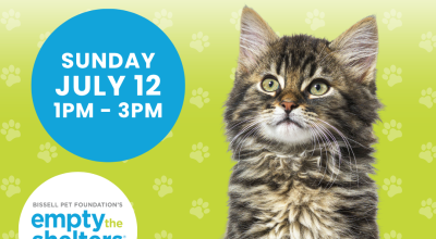 Kitten & Cat Adoption Event - PetSmart Buckhead (7/12)