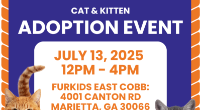 Cats and Kittens Adoption Event at Furkids East Cobb Cats and Kittens Adoption Event at Furkids East Cobb
