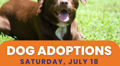 Dog Adoptions at Hollywood Feed Cumming