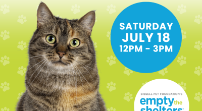 Kitten & Cat Adoption Event - PetSmart Perimeter (7/18)