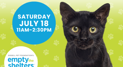 Kitten & Cat Adoption Event - PetSmart Woodstock (7/18)