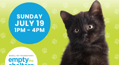 Kitten & Cat Adoption Event - PetSmart Buckhead (7/19)