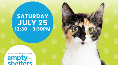 Kitten & Cat Adoption Event - PetSmart Peachtree Corners (7/25)
