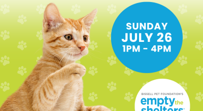 Kitten & Cat Adoption Event - PetSmart Buckhead (7/26)