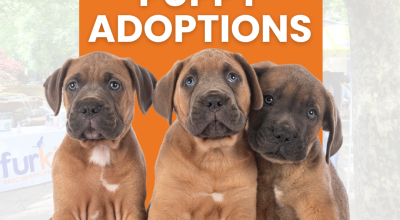 Puppy Adoptions at Hollywood Feed in Johns Creek