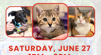 ADOPT JOY: Dog, Kitten, & Cat Adoptions at PetSmart Johns Creek