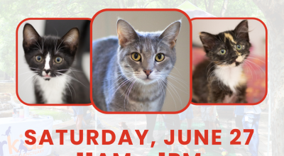 Cat & Kitten Adoptions at PetSmart Norcross