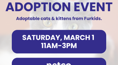 Cat and Kitten Adoption Event at Petco