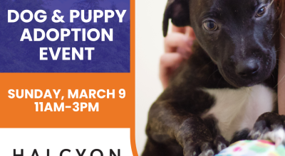 Dog and Puppy Adoption Event at Halcyon