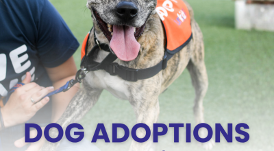 Dog Adoption - Hollywood Feed McGinnis Ferry