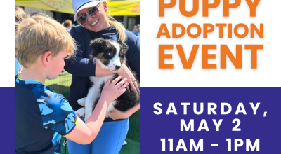 Puppy Adoption - Hollywood Feed Johns Creek