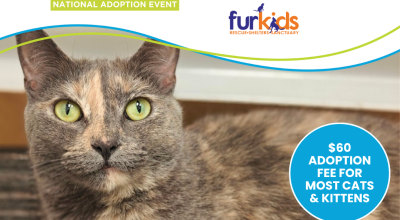Cat and Adoption Event at Petsmart Northlake May 3rd