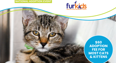 Cat and Kitten Adoption Event - Mall of Georgia - Reduced Adoption Fees