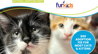 Cat and Kitten Adoption Event at Petsmart Woodstock May 9th