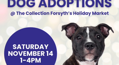 Dog Adoptions at Collection Forsyth | November 14th