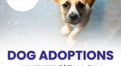 Dog Adoptions at Halcyon Artisan Market | November 7th